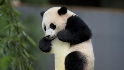 Bao Bao, the female panda cub climbing on top of her birthday cake