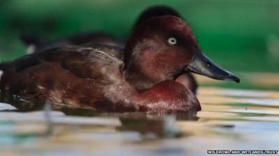 A Madagascar pochard