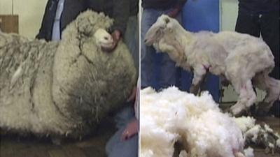 Shaun the sheep before and after sheering