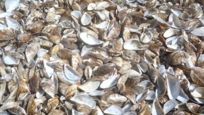 Zebra mussels