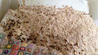 Giant wasp nest on a bed