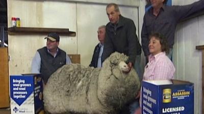 A super-woolly sheep