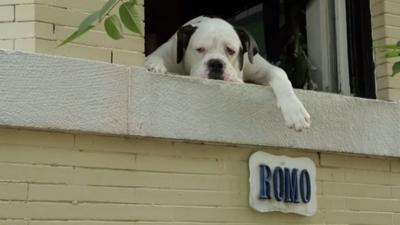 Dog in a window