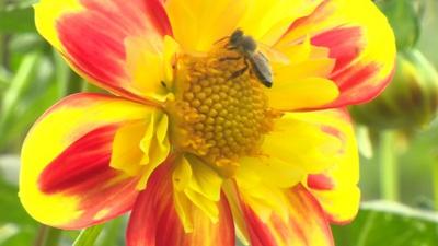 Bee on a flower