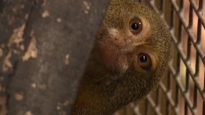 Pygmy marmoset