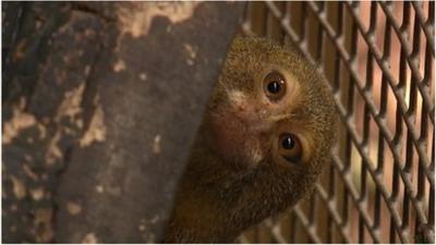 Pygmy marmoset