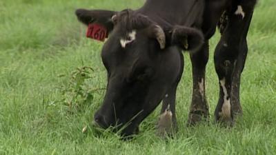 Cow eating grass