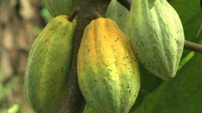 Cocoa plant