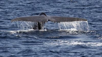 Blue whale fin