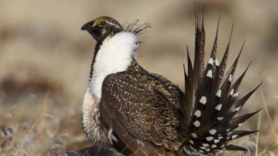 Sage Grouse