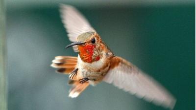 Hummingbird in LA