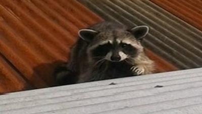 Rab the racoon escaped from a pet shop in Ballymena