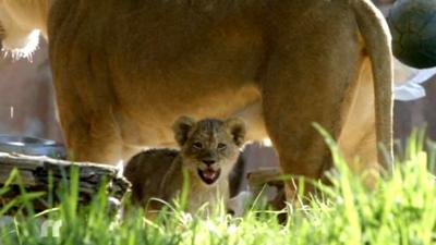 Lion cub