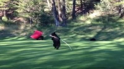 Bear cub on a golf course in Fairmont Hot Springs