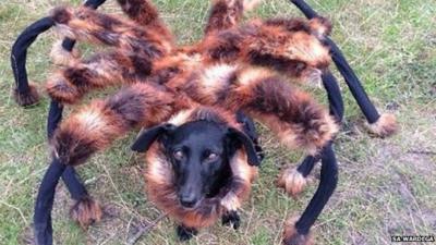 Spider-dog: Dog dressed up in spider outfit