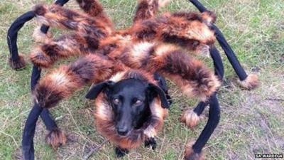 Spider-dog