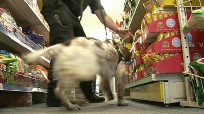 Dog sniffing for cigarettes