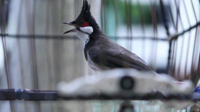 Bird in a cage