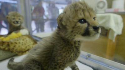 Two cheetah cubs