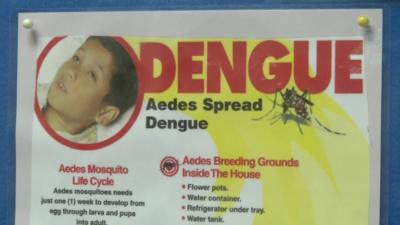 Dengue fever poster