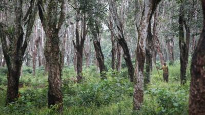 Tree plantation in Liberia