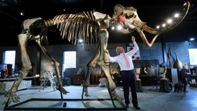 Skeleton of an Ice Age Woolly Mammoth