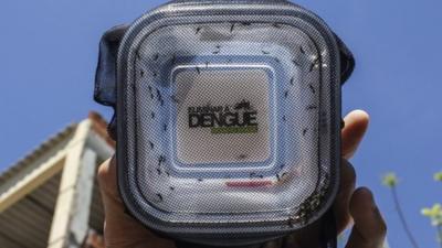 Man holds container of aedes aegypti mosquitoes with the dengue-blocking Wolbachia bacteria