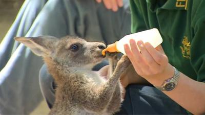 Baby kangaroo