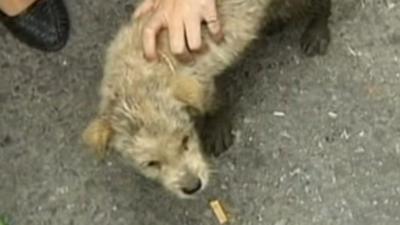 Dog stuck in drain