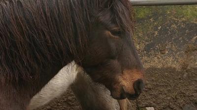 A Dartmoor pony