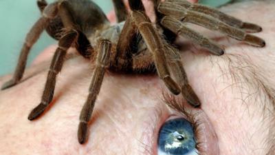 Spider on man's face