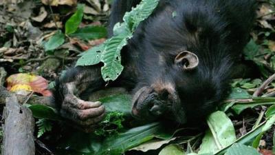 Wild chimpanzee (c) Catherine Hobaiter