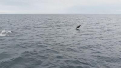 Dolphins off Pembrokeshire coast