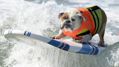 Dog surfing