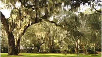 Spanish moss on oak trees