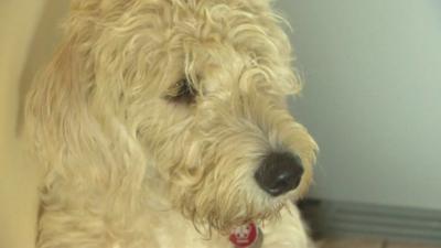 Bertie, the Golden Retriever and Poodle cross-breed dog