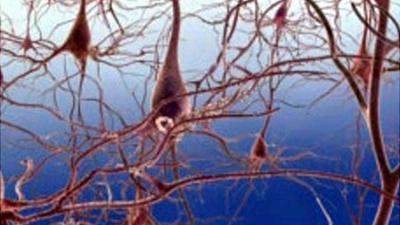 Brain nerve synapse