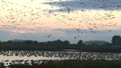 geese at Martin Mere Wetland Centre