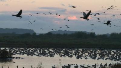 Pink-footed geese