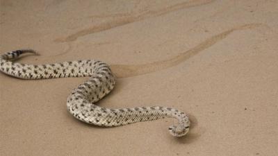 sidewinder snake