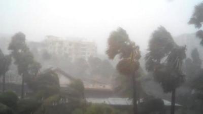 Palm trees being blown by winds