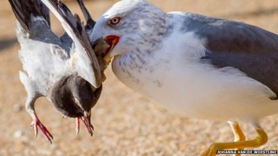 Seagull picks up a pigeon