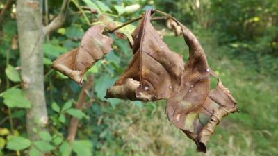 Trees suffering from Ash Die back