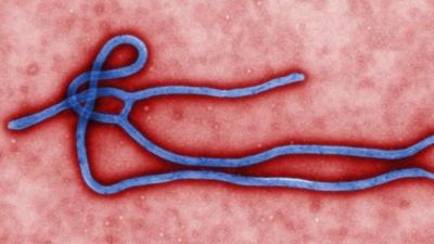 The ebola virus