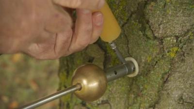 Garlic being injected into tree