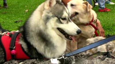 Dogs at a canine event in Malaysia's Selangor state.