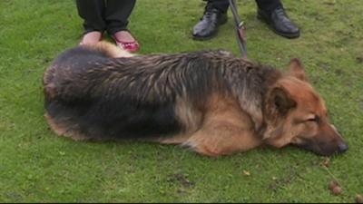 Westminster dog of the year winner