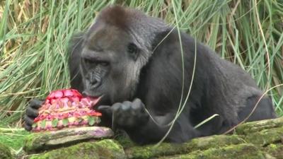 A gorilla