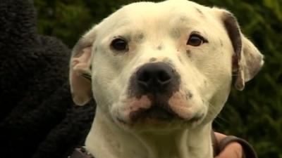 Ziggy the Staffordshire bull terrier