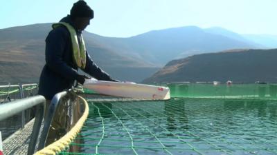 Trout farmer